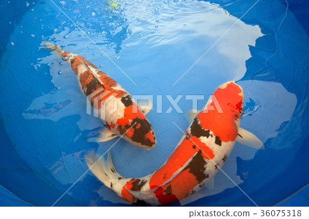 博覽會 36075318