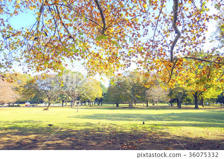 秋葉秋葉 秋葉秋葉 36075332