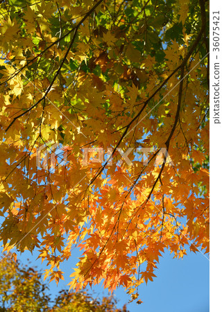 在北海道北斗市拍攝中山山口的秋葉 36075421