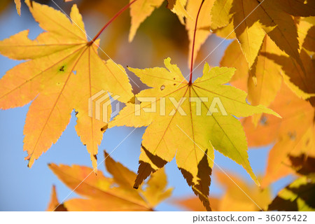 Photograph the autumn leaves of Nakayama Pass in Hokkaido Hokuto City 36075422