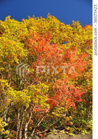 Photograph the autumn leaves of Nakayama Pass in Hokkaido Hokuto City Photograph the autumn leaves of Nakayama Pass in Hokkaido Hokuto City 36075423