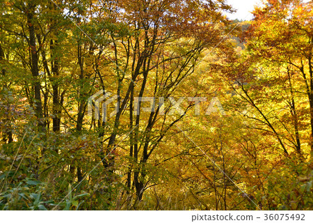 在北海道北斗市拍攝中山山口的秋葉 36075492