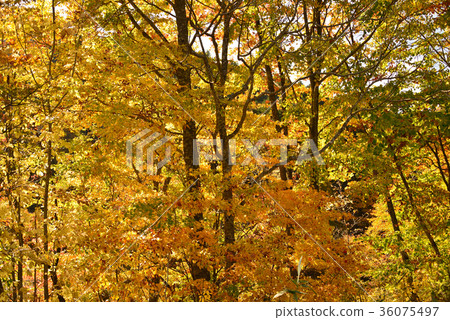 在北海道北斗市拍攝中山山口的秋葉 36075497