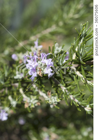 Rosemary Flower Rosemary Flower 36075606