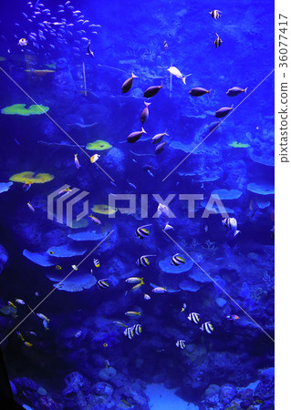 Water tank in Cairns aquarium 36077417