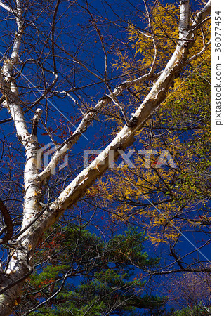 Koasama山行跡在秋天 36077454