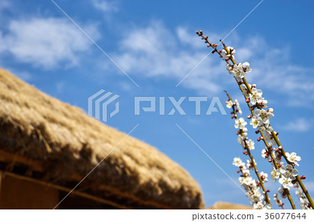 Gyeongbuk安東市Hahoe村 36077644