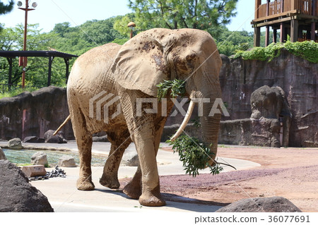 非洲大象 36077691