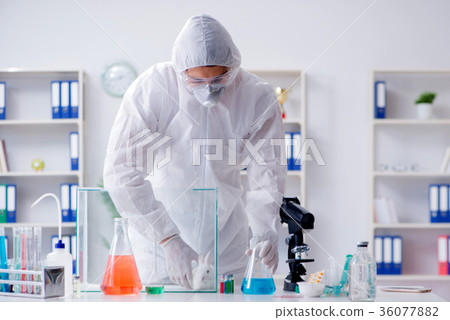 Scientist doing animal experiment in lab with 36077882