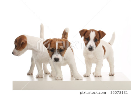 Portrait of three small jack russell. White Portrait of three small jack russell. White 36078181