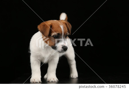 Cute tiny dog. Black background Cute tiny dog. Black background 36078245