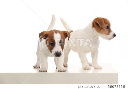 Two wonderful jack russell puppies. Close up Two wonderful jack russell puppies. Close up 36078336