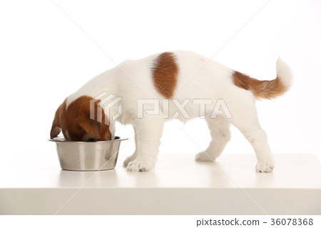 Isolated jack russell eating from bowl. White Isolated jack russell eating from bowl. White 36078368