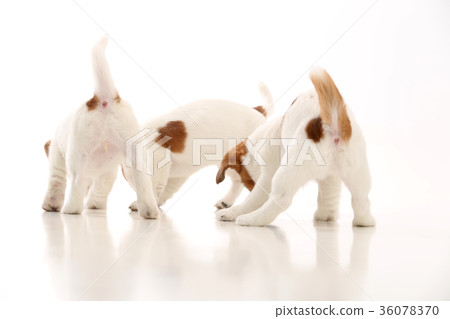 Three cool jack russells puppies. White background Three cool jack russells puppies. White background 36078370