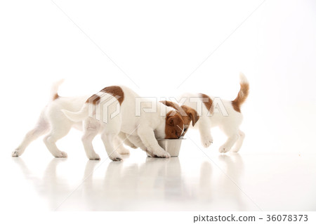 Three jack russell puppies eating from bowl. White 36078373