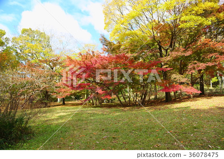 Autumn park Iroha Homomiji autumn leaves Autumn park Iroha Homomiji autumn leaves 36078475