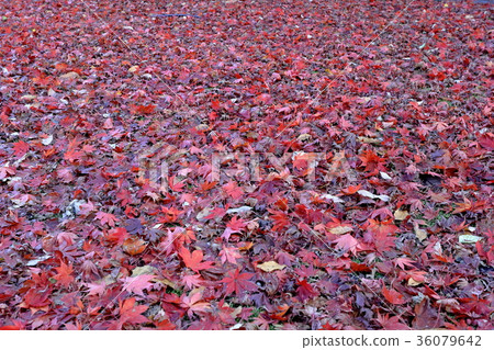 落葉 36079642