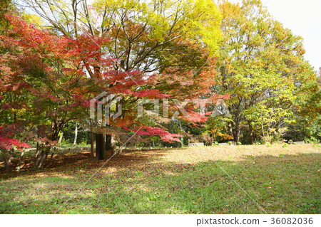 Autumn park Iroha Homomiji autumn leaves 36082036