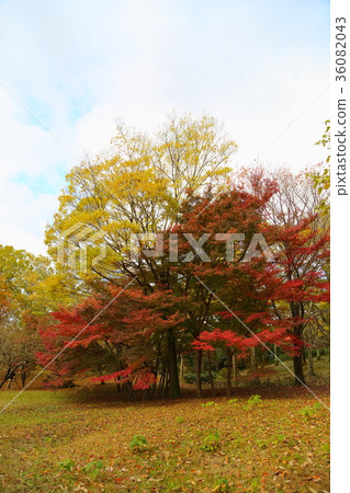 Autumn park Iroha Homomiji autumn leaves Autumn park Iroha Homomiji autumn leaves 36082043