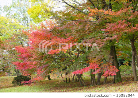 Autumn park Iroha Homomiji autumn leaves Autumn park Iroha Homomiji autumn leaves 36082044