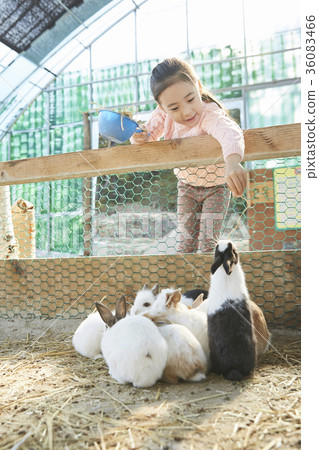 Children, girl, experience, rabbit 36083466
