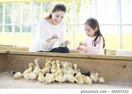 Mother, daughter, experience, baby duck, duck Mother, daughter, experience, baby duck, duck 36083502