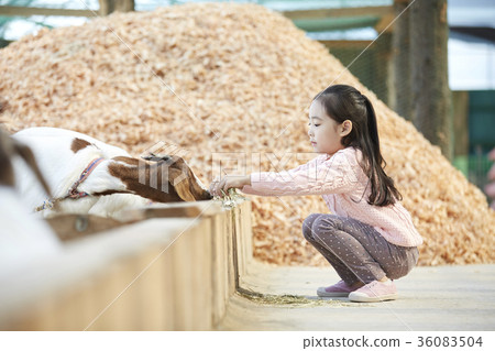 Children, experience, goat 36083504