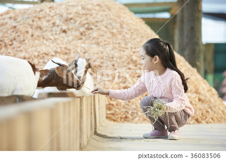 孩子，經驗，山羊 36083506