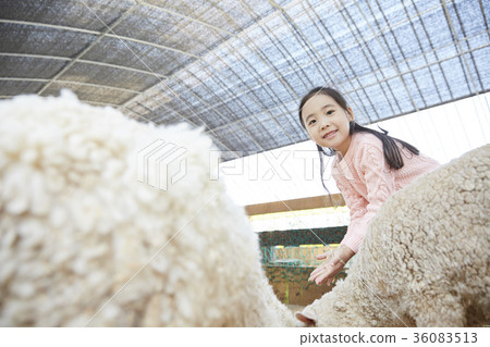 Children, girl, experience, sheep Children, girl, experience, sheep 36083513