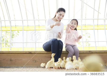 Mother, daughter, experience, baby duck, duck Mother, daughter, experience, baby duck, duck 36083515