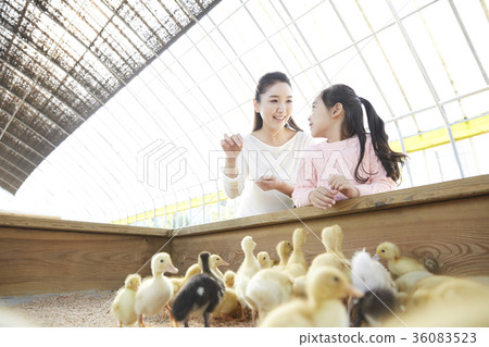母親,女兒,經驗,小鴨子,鴨子 母親,女兒,經驗,小鴨子,鴨子 36083523