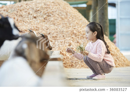 Children, experience, goat 36083527