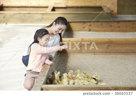 Mother, daughter, experience, baby duck, duck 36083537