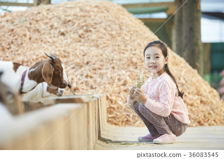 孩子,經驗,山羊 孩子,經驗,山羊 36083545