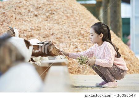 Children, experience, goat 36083547