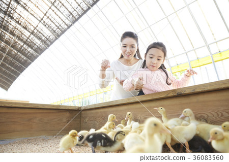 Mother, daughter, experience, baby duck, duck Mother, daughter, experience, baby duck, duck 36083560