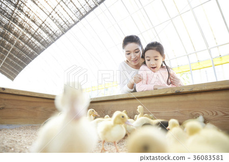 Mother, daughter, experience, baby duck, duck 36083581