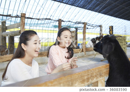 Mother, daughter, experience, goat 36083590