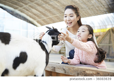 Mother, daughter, experience, goat 36083639