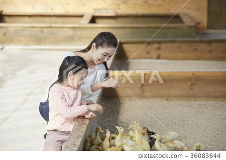 母親，女兒，經驗，小鴨子，鴨子 36083644
