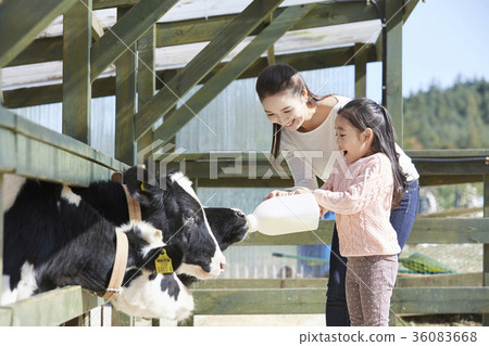 Mother, daughter, experience, cow Mother, daughter, experience, cow 36083668