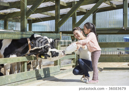 母親，女兒，經驗，牛 36083679