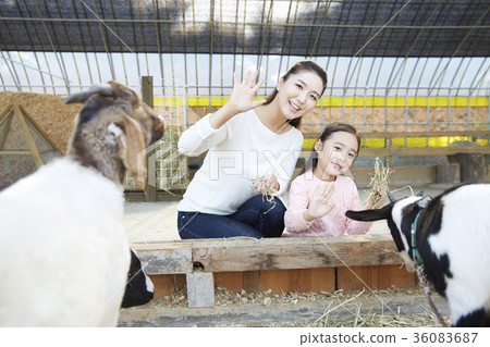 母親,女兒,經驗,山羊 母親,女兒,經驗,山羊 36083687