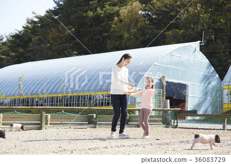 Mother, daughter, experience, pig 36083729