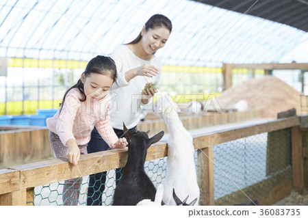 Mother, daughter, experience, goat 36083735
