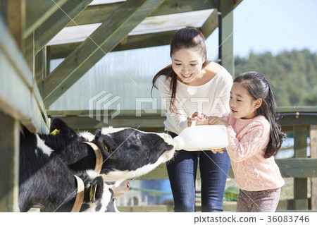 Mother, daughter, experience, cow Mother, daughter, experience, cow 36083746