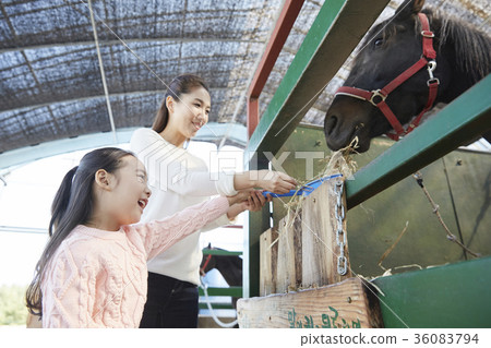 Mother, daughter, experience, horse Mother, daughter, experience, horse 36083794