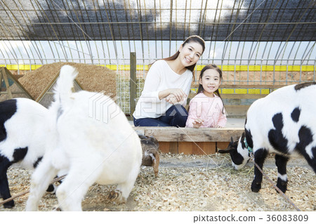 Mother, daughter, experience, goat 36083809