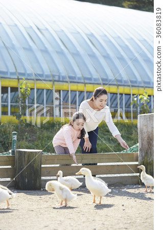 Mother, Daughter, Experience, Duck Mother, Daughter, Experience, Duck 36083819