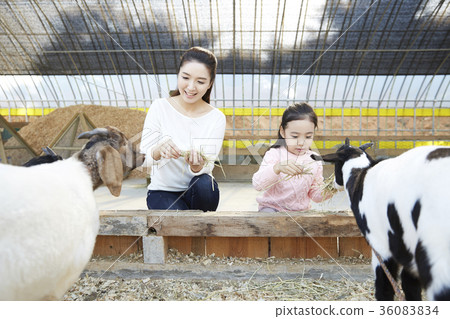 Mother, daughter, experience, goat 36083834